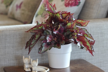 Begonia Rex Variety Thumbnail.jpg